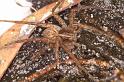 Dolomedes_ZZXYX_D7943_Z_88_North Stradbroke island_Australie
